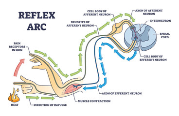 Reflex arc explanation with pain signals and receptor impulse outline diagram. Labeled education neuron direction path scheme with muscle contraction and sensory axon of efferent vector illustration. - obrazy, fototapety, plakaty