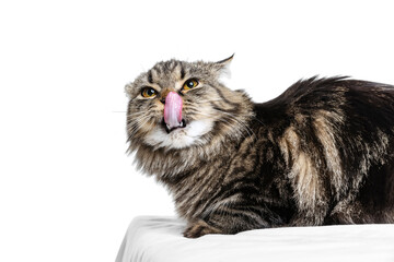 One gorgeous white-gray cat of Siberian breed posing isolated on white studio background. Animal life concept