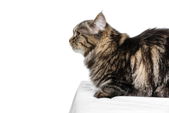 9,574 BEST Cat Sitting Profile IMAGES, STOCK PHOTOS u0026 VECTORS