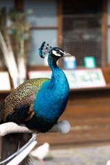 peacock