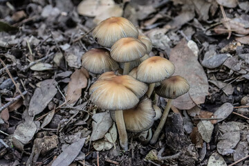 champignons en for&ecirc;t saison automnale