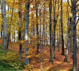 autumn in the woods