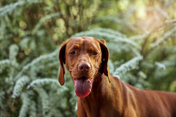 The Hungarian dog breed is on a walk in the summer in nature. The dog plays with its master.