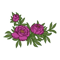 Simple flat color drawing of a bouquet of peonies. Vector linear illustration of pink flowers on green leaves background