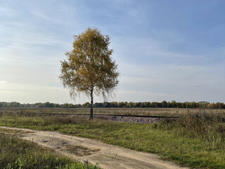 Autumn meadow with big tree and railways