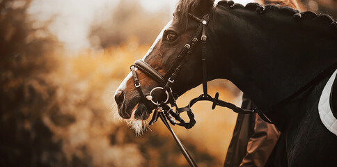Portrait of a beautiful black horse, which is led by a horse breeder by the bridle on an autumn...
