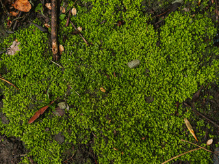 moss among stones branches and leaves