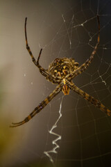 Spider close up