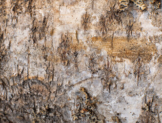 texture of birch