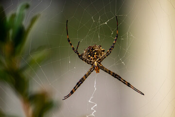 Spider