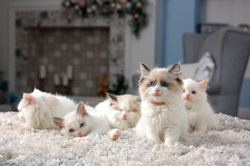 White Ragdoll kittens are sitting on a blanket in a room with a fireplace in the background