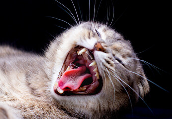 Yawning scottish fold cat against black background