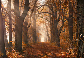 Fototapeta Aleja drzew jesienią obraz