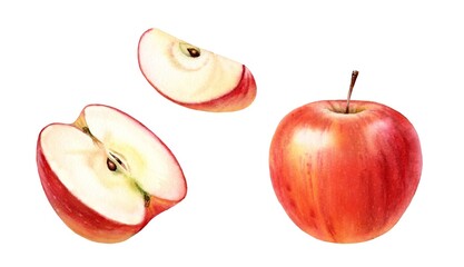 Watercolor red apple. Realistic fruits, half, slice. Set of botanical watercolor illustrations. Juicy artwork with ripe sweet food for label design