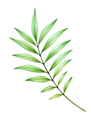 Watercolor palm leaves. Exotic green branch isolated on white. Realistic detailed botanical illustration