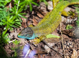 European green lizard in Latin Lacerta viridis
