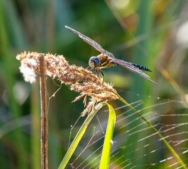 Dragonfly blue and green colored on grass