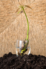 Fototapete bei efototapeten.de bestellen   