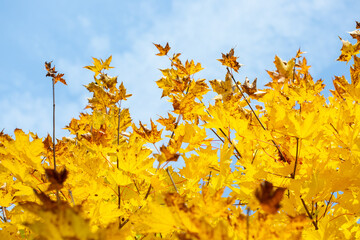 Bright yellow maple leaves on a blue sky background in autumn