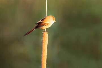 Female Bearded reedling in a lake vegetated wetland with the first light of dawn