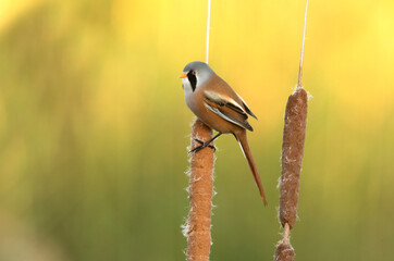 Male Bearded reedling with the first light of day on the vegetation of a wetland in central Spain