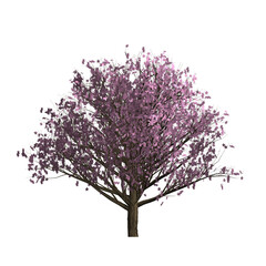 Obraz premium Japanese tree with pink leaves on white background. Graphic, illustration , icon, image.