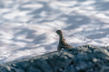 The rock ptarmigan (Lagopus muta)