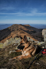 Tourist dog is resting on top of mountain after hard climb up. Outdoor activities in nature reserve and national Park. German Shepherd traveler in mountains.
