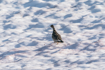 The rock ptarmigan (Lagopus muta)
