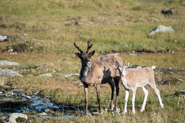 reindeer (Rangifer tarandus)