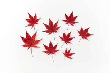 Composition of red decorative beautiful maple leaves on white background. Flat lay, top view minimal neutral floral arrangement. Japanese maple, acer palmatum.