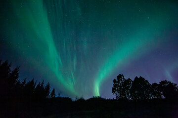 Northern lights seen near Reykjavik, Iceland with silhouette of trees in foreground