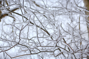 branches covered with frost background abstract winter december view
