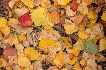 Beautiful autumn foliage laying on the ground background. Colorful dried foliage background. Fall nature tree leaves. Golden autumn concept. Beautiful autumn nature background.