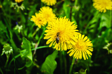 Bee collects nectar on a dandelion, yellow dandelion, flower, green grass, yellow pollen