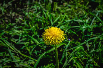 Horizontal shot of yellow dandelion flower with green background