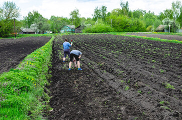 Women level the ground with a garden tool. In the spring, women work in the vegetable garden....