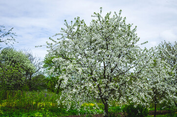 Fototapeta na wymiar Blooming white cherry trees in spring in a rural garden