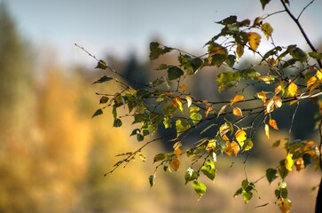 Weiches Herbstlaub im Wind