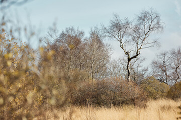 High Fens landscape in Fall. Forest in Autumn.