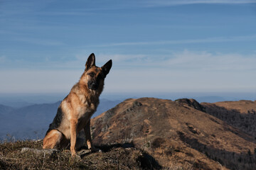 Tourist dog sits and rests on top of mountain after hard climb up. Outdoor activities in nature reserve and national Park. German Shepherd traveler in mountains.