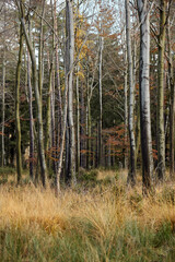 High Fens landscape in Fall. Forest in Autumn.