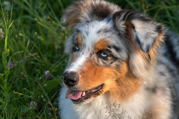 blue merle Australian shepherd puppy dog runs and jump on the meadow of the Praglia in Liguria in Italy