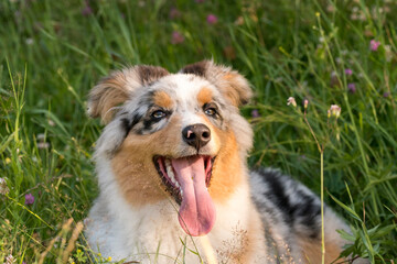 blue merle Australian shepherd puppy dog runs and jump on the meadow of the Praglia in Liguria in Italy