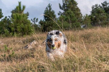 Fototapeta premium blue merle Australian shepherd puppy dog runs and jump on the meadow of the Praglia in Liguria in Italy