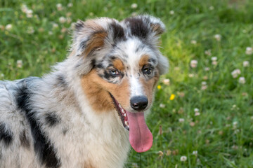 blue merle Australian shepherd puppy dog runs and jump on the meadow of the Praglia in Liguria in Italy