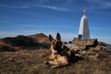 Journey to places of military glory of Second World War. German Shepherd traveler in mountains....