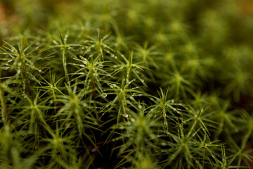 High Fens landscape in Fall. Forest in Autumn.