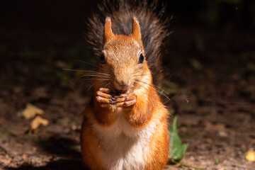 A fluffy squirrel sits on the ground in the forest and eats a nut. Close-up portrait of a squirrel