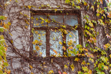 Old window tightly overgrown with ivy with partially fallen leaves